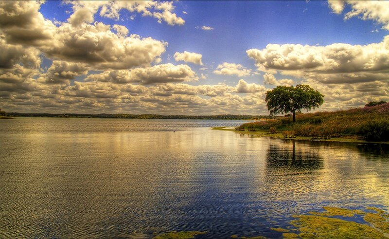 Solitary Tree on Lake Shore