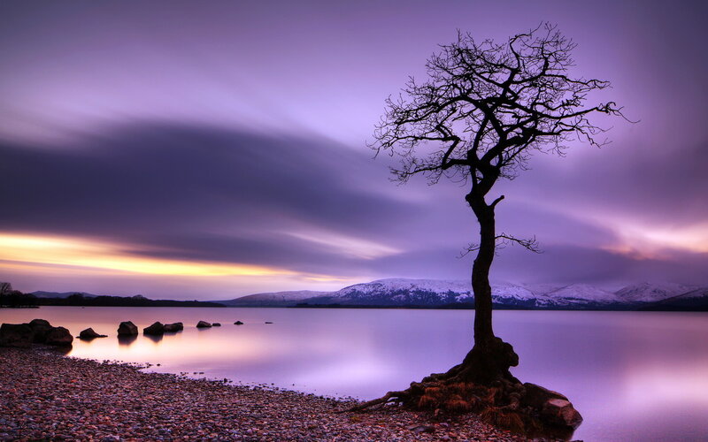 Solitary Tree on Lakeshore — Purple