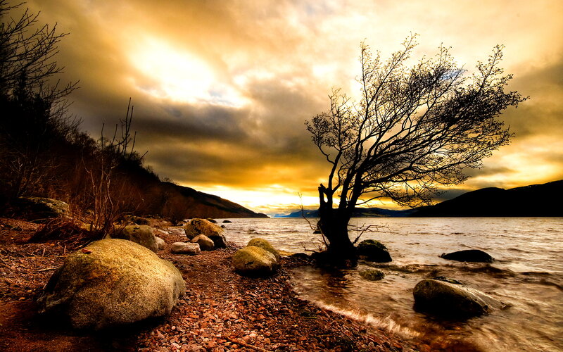 Solitary Tree on Lakeshore