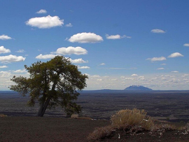 Solitary Tree on Lava Field