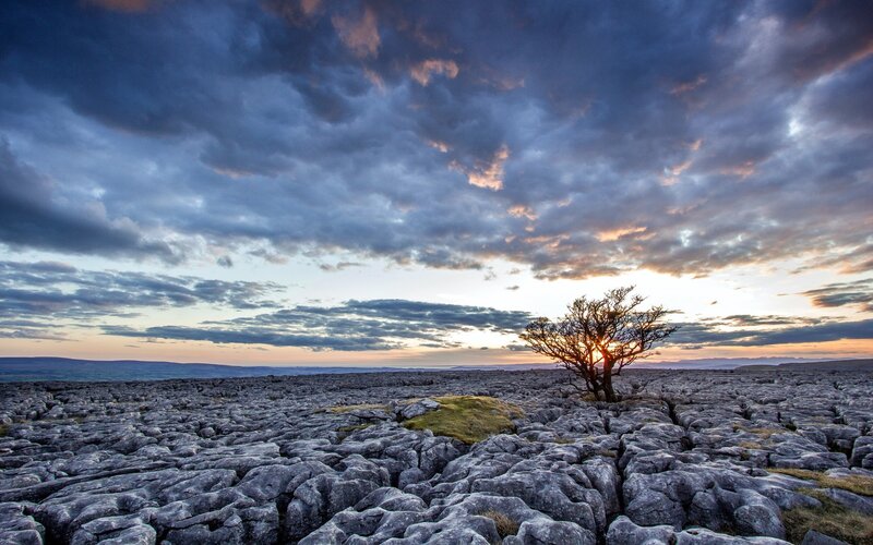 Solitary Tree on Limestone — Blue, Dramatic, Sunset, Photograph