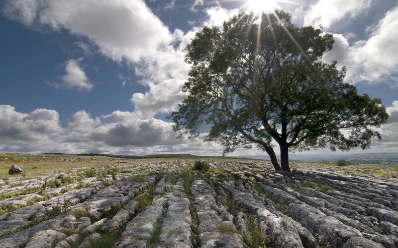 Solitary Tree on Limestone — Blue, Dramatic