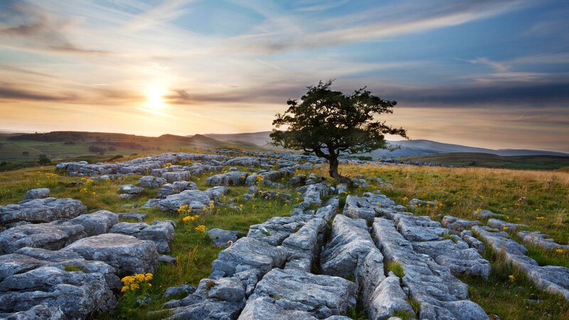 Solitary Tree on Limestone — Blue, Serene, Sunrise
