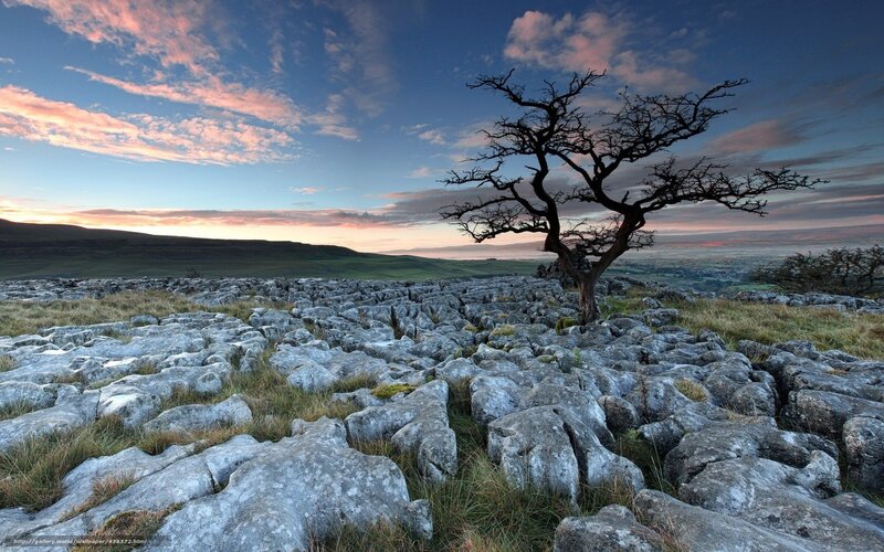 Solitary Tree on Limestone — Blue, Serene, Sunset