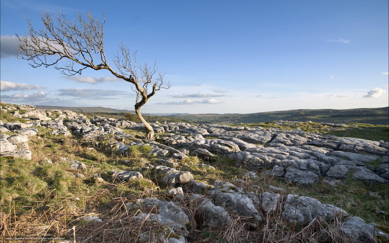 Solitary Tree on Limestone — Blue, Serene