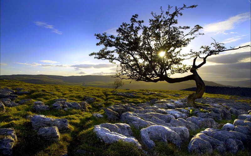 Solitary Tree on Limestone — Blue