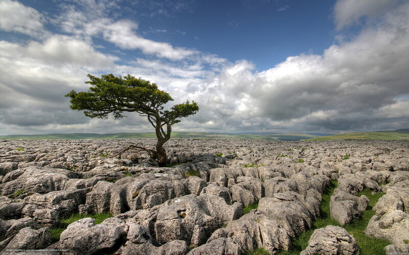 Solitary Tree on Limestone — Gray, Dramatic, Afternoon, Photograph