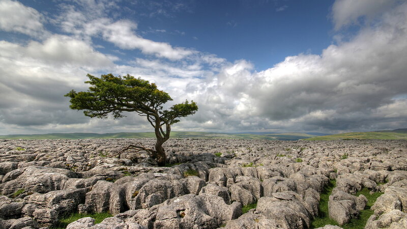 Solitary Tree on Limestone — Gray, Dramatic, Afternoon