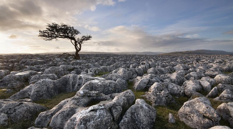 Solitary Tree on Limestone — Gray, Dramatic, Sunrise, Photograph, Limestone Pavement, Clouds
