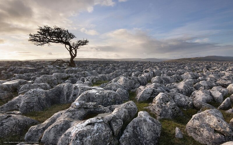 Solitary Tree on Limestone — Gray, Dramatic, Sunrise, Photograph, Limestone Pavement