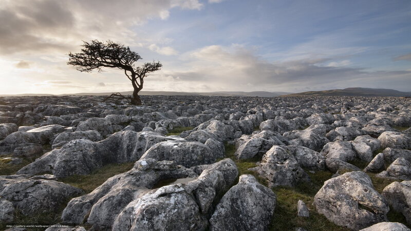 Solitary Tree on Limestone — Gray, Dramatic, Sunrise, Photograph