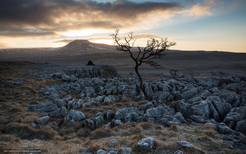Solitary Tree on Limestone — Gray, Dramatic, Sunset