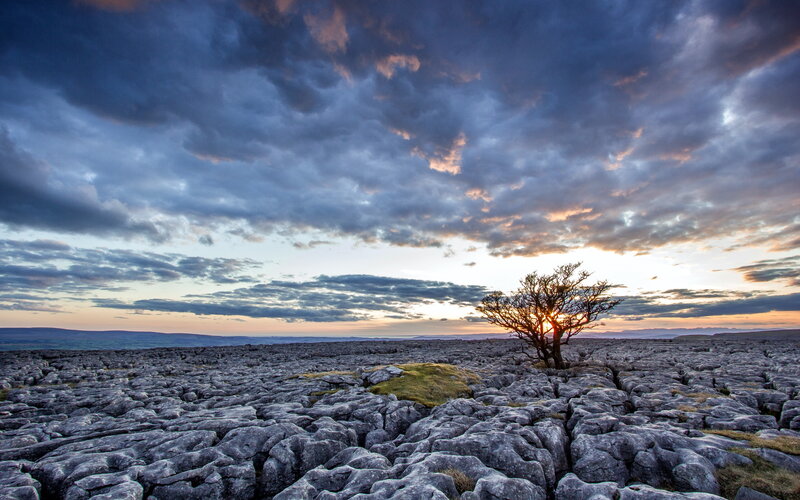 Solitary Tree on Limestone — Gray