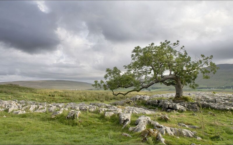 Solitary Tree on Limestone — Green, Dramatic, Photograph