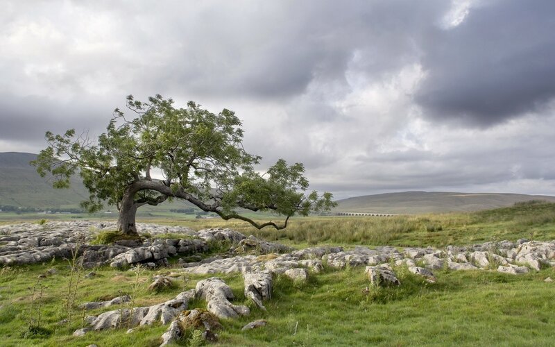 Solitary Tree on Limestone — Green, Dramatic