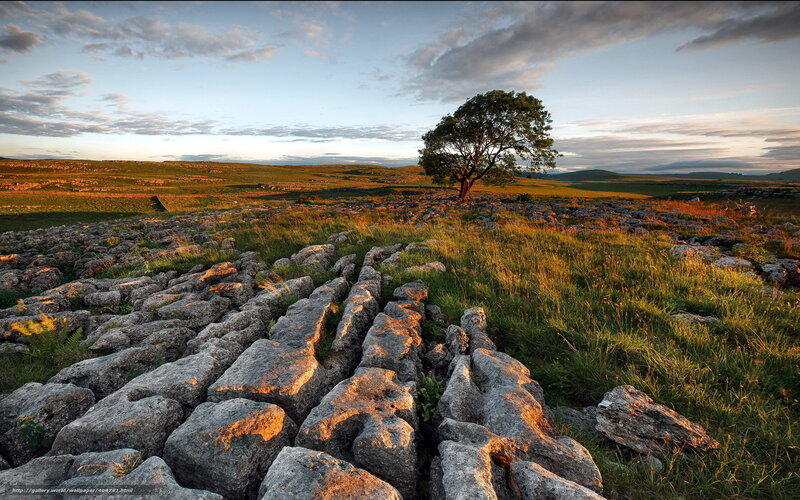 Solitary Tree on Limestone — Green, Serene, Sunset, Photograph