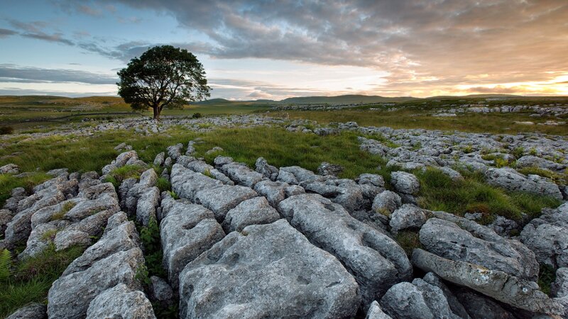 Solitary Tree on Limestone — Green, Serene, Sunset