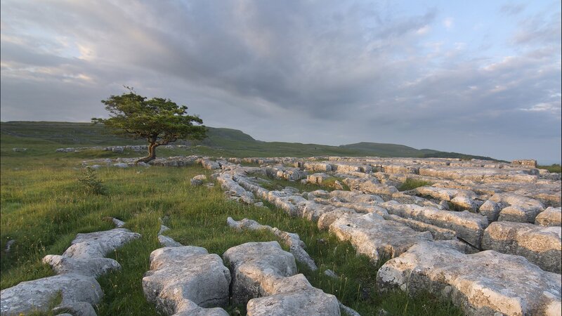 Solitary Tree on Limestone — Green, Serene