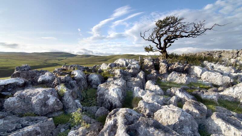 Solitary Tree on Limestone — Green