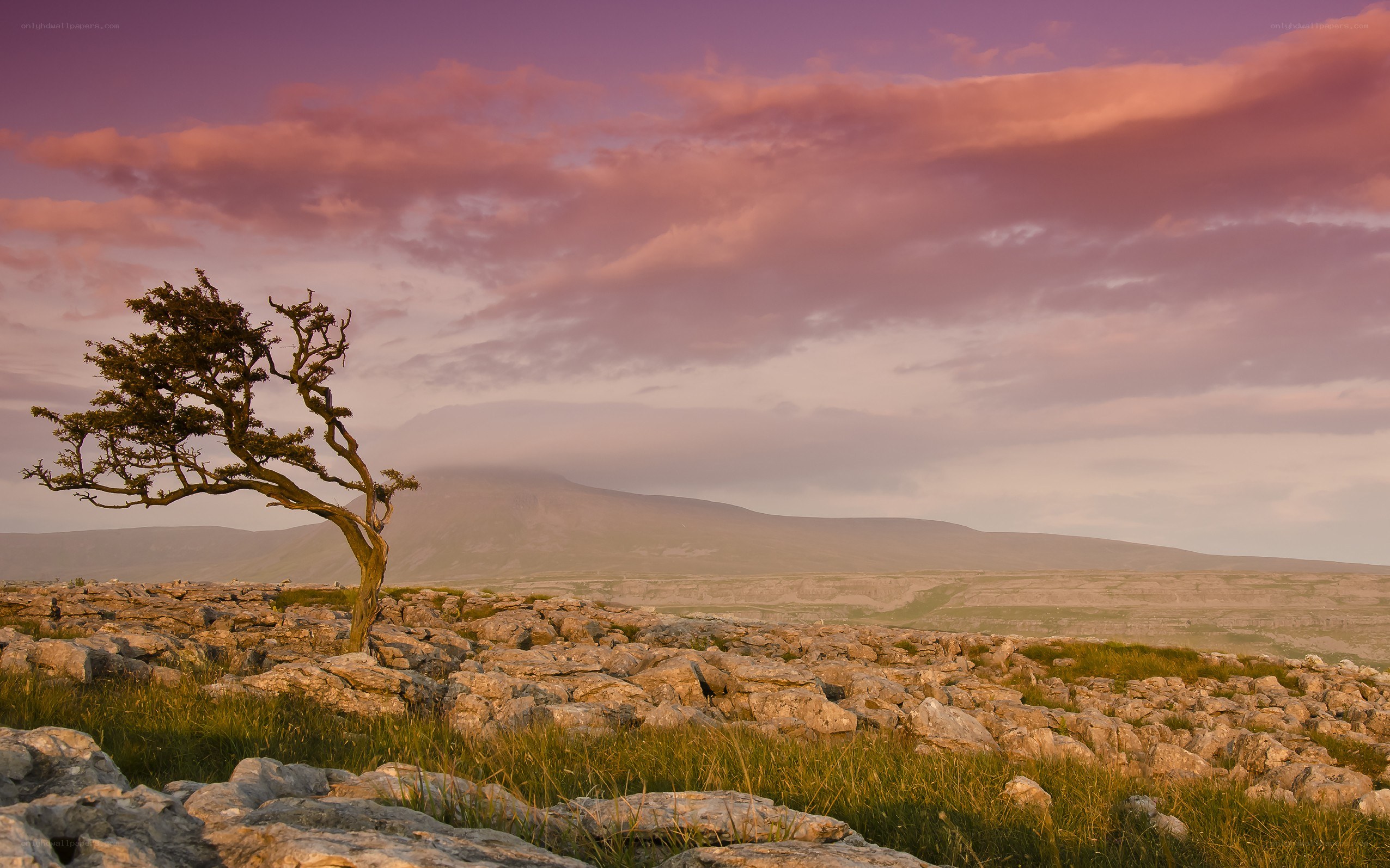 Solitary tree on limestone pavement