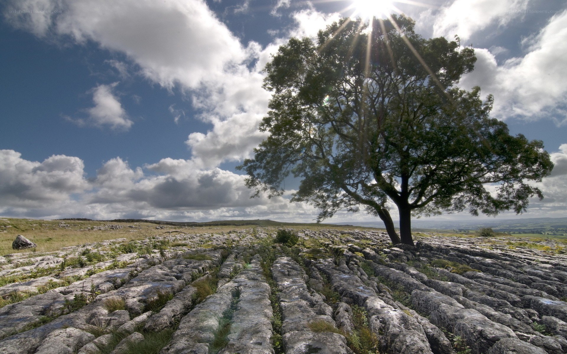 Solitary tree on limestone pavement