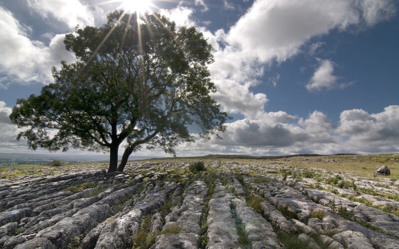 Solitary tree on limestone pavement