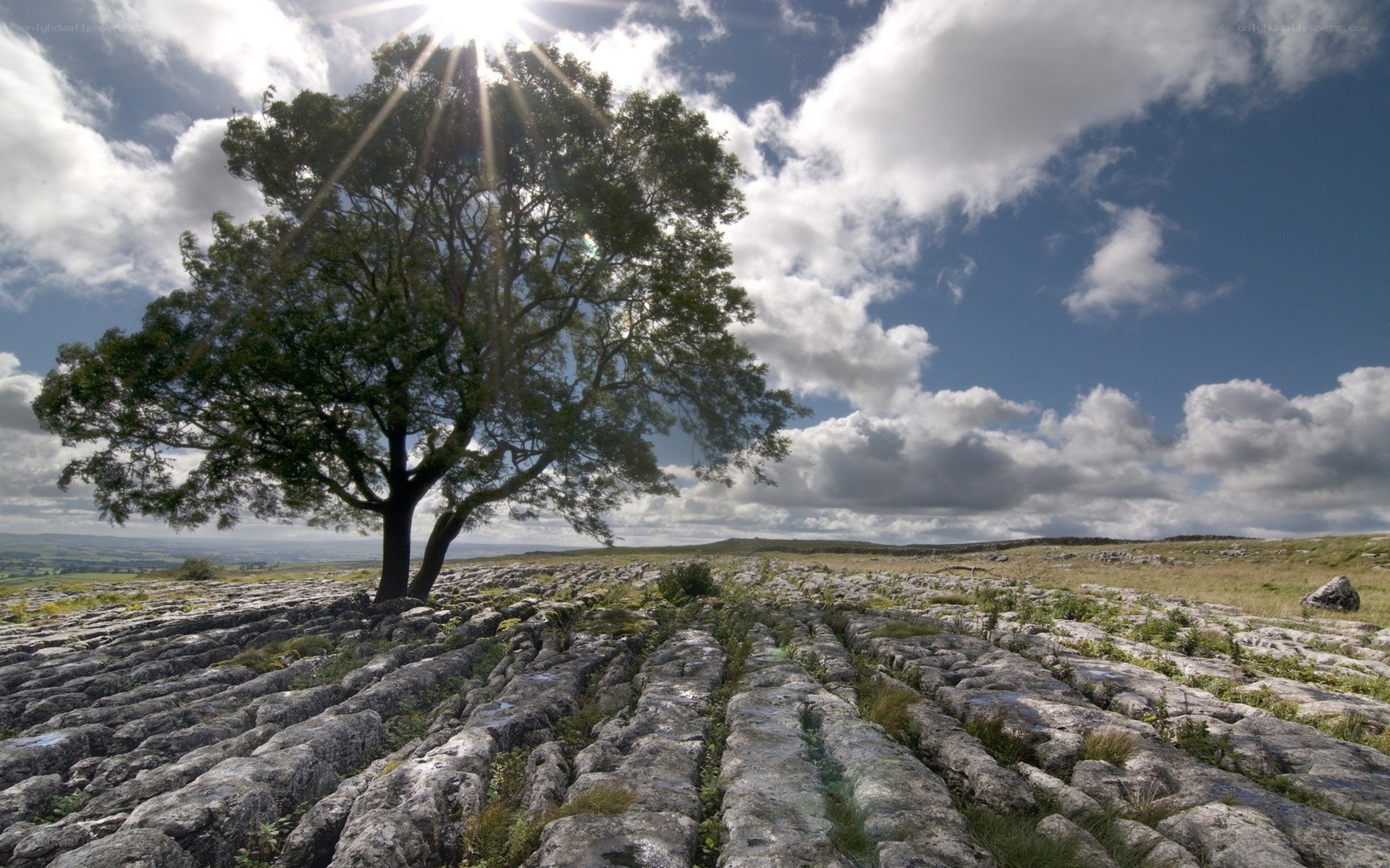 Solitary tree on limestone pavement