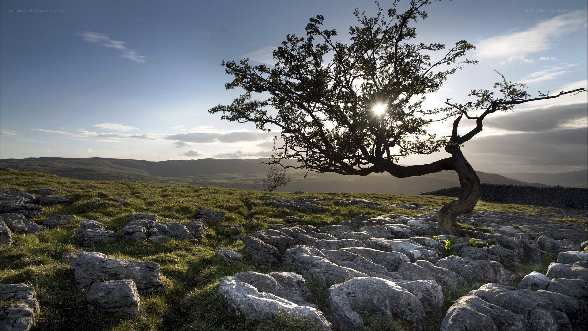 Solitary tree on limestone pavement