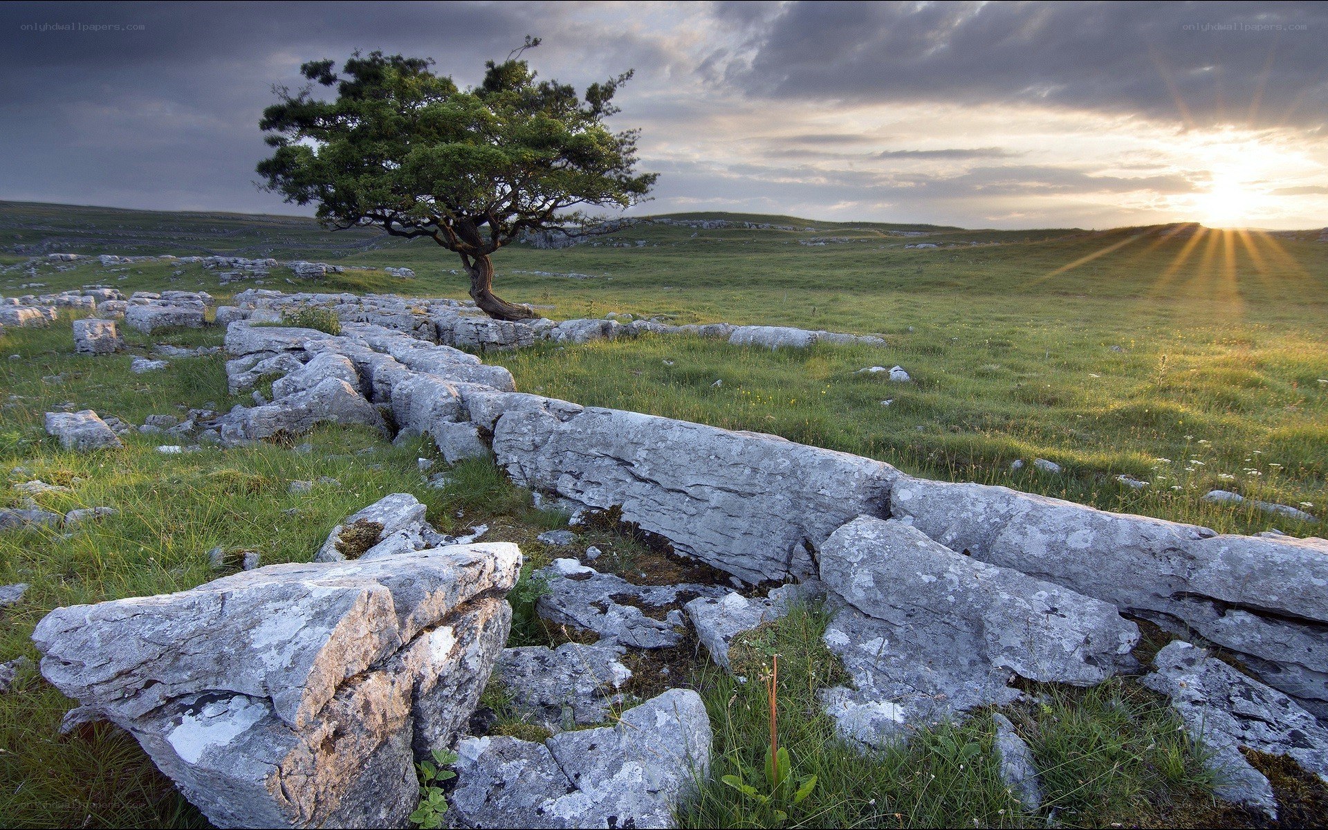 Solitary tree on limestone pavement