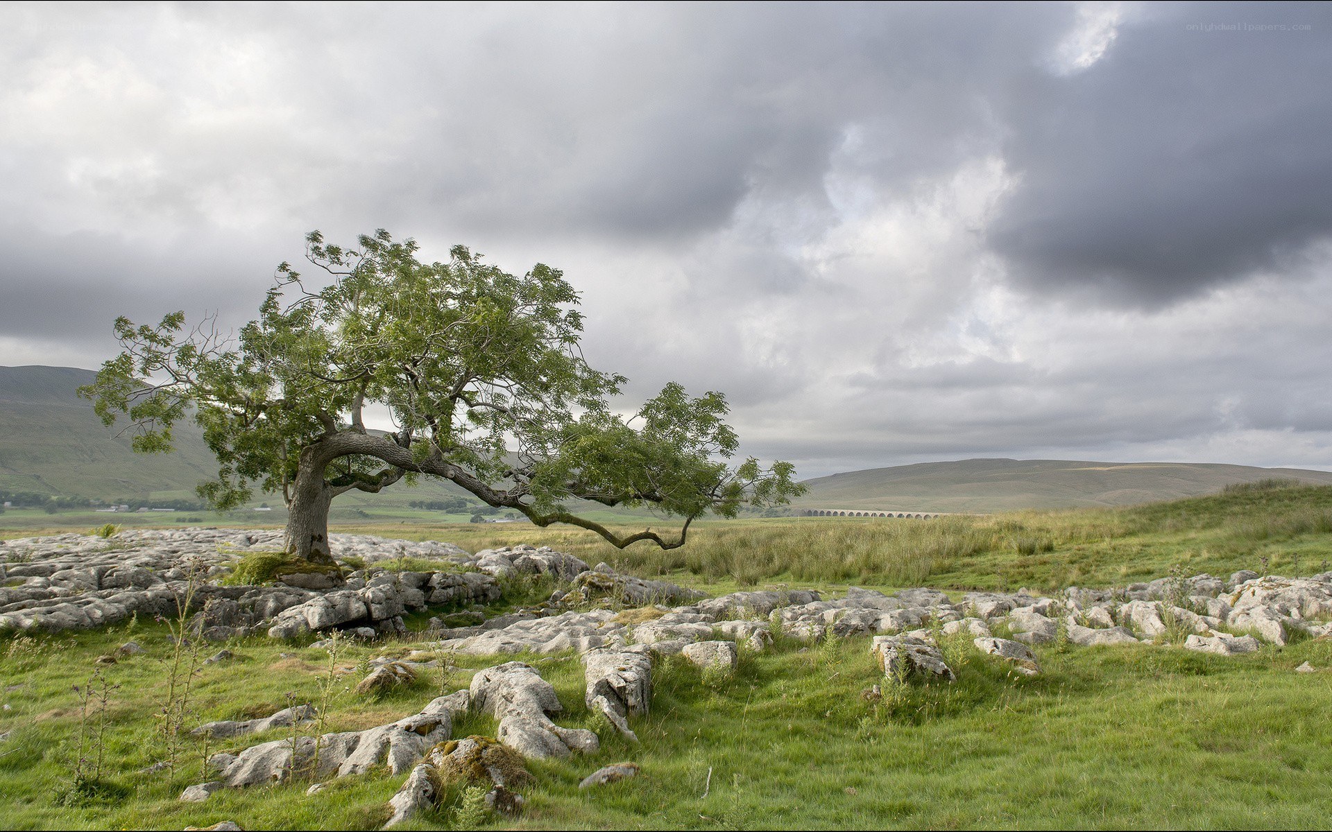 Solitary tree on limestone pavement