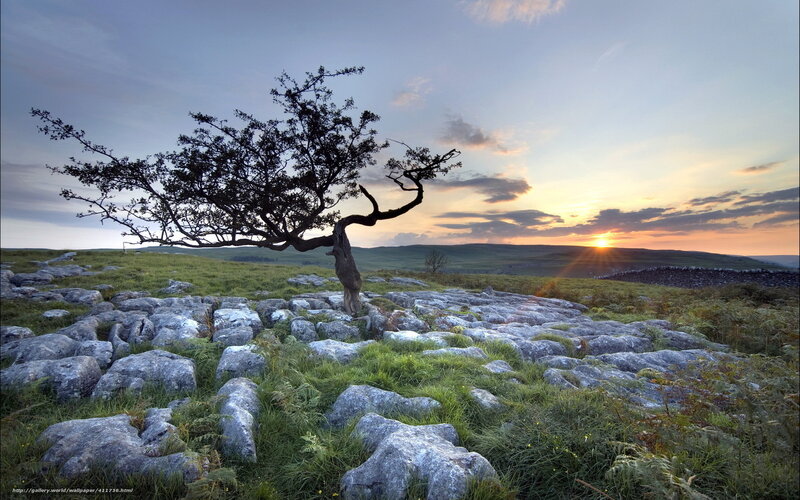 Solitary tree on limestone pavement