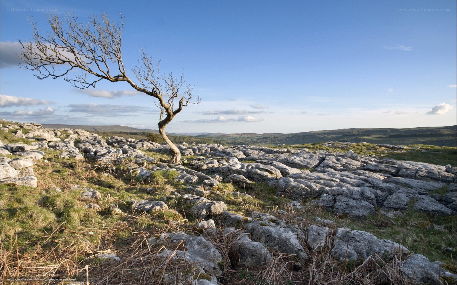 Solitary tree on limestone pavement