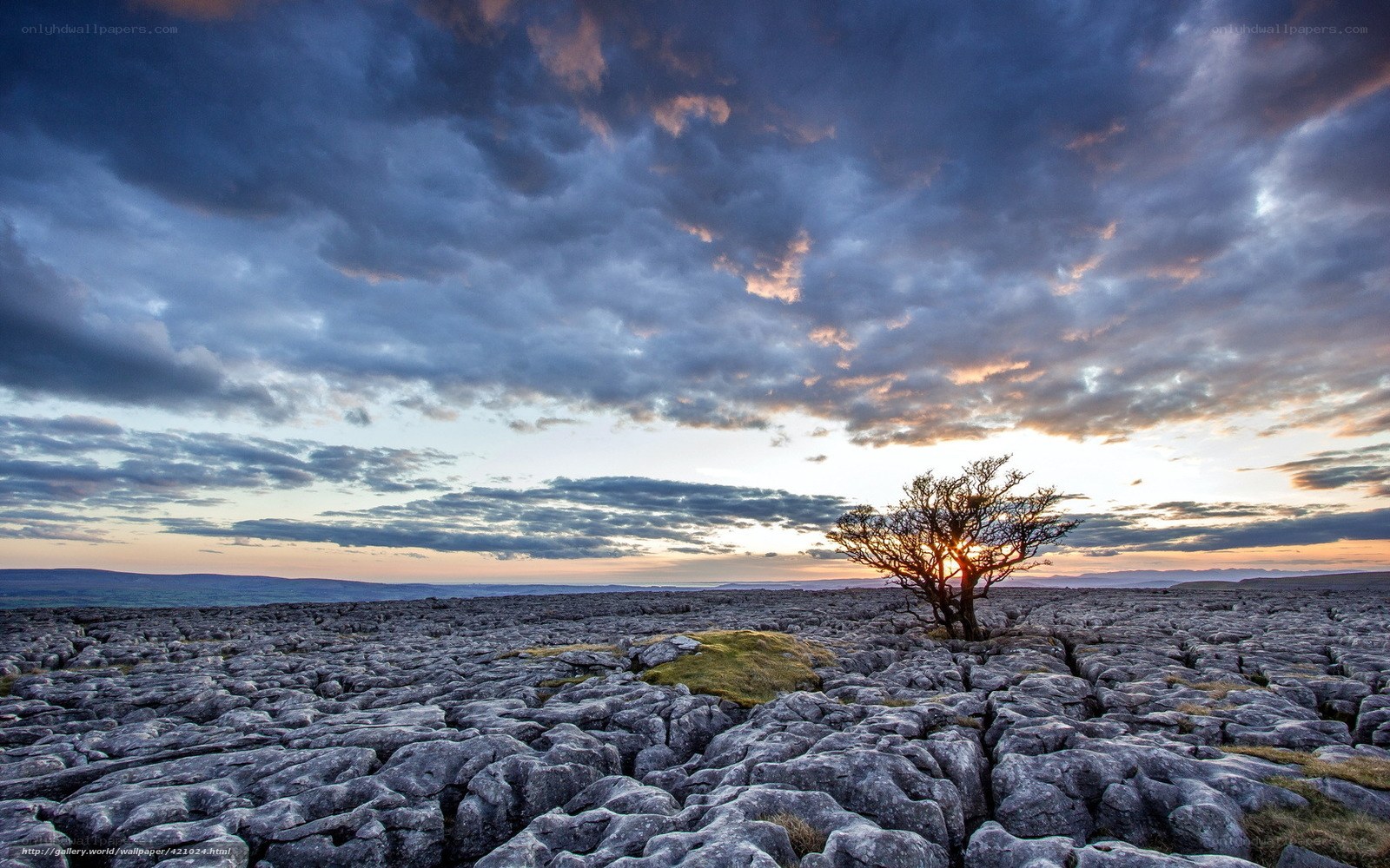 Solitary tree on limestone pavement