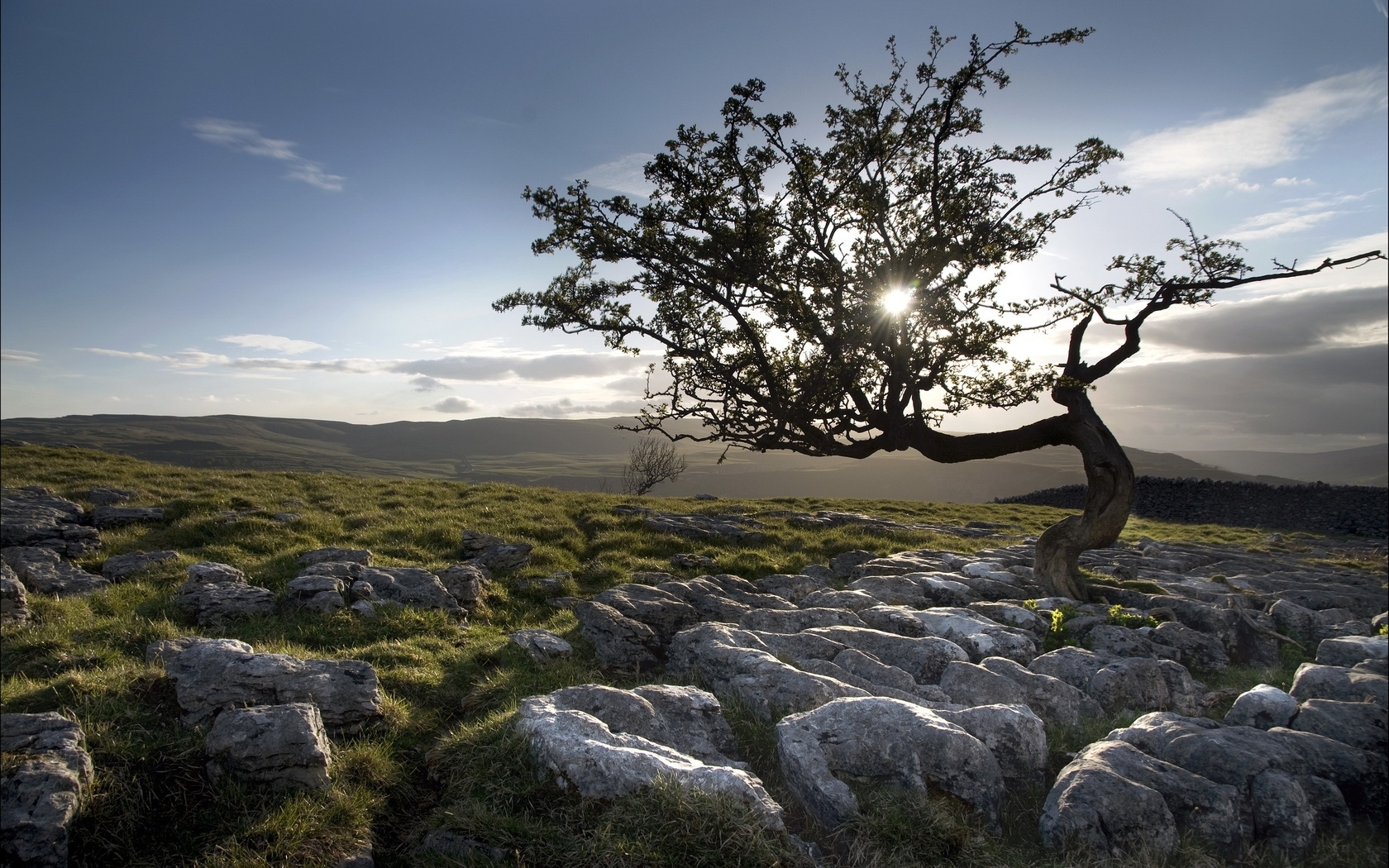 Solitary tree on limestone pavement