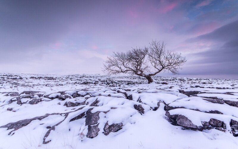 Solitary Tree on Limestone — Purple