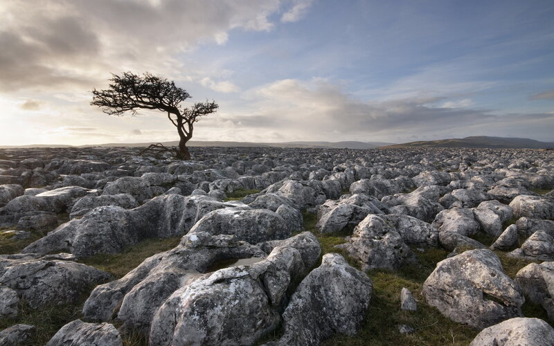 Solitary Tree on Limestone