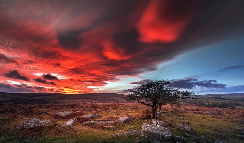 Solitary Tree on Moor — Red
