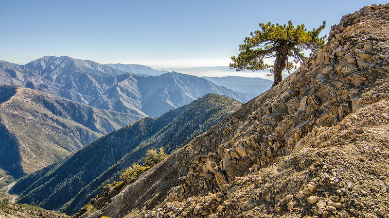Solitary Tree on Mountain — Blue