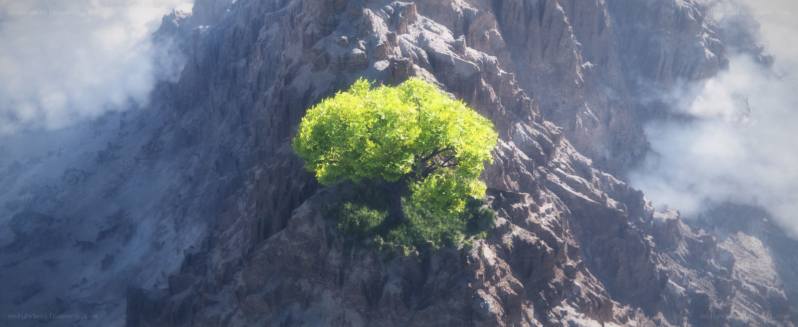 solitary tree on mountain peak