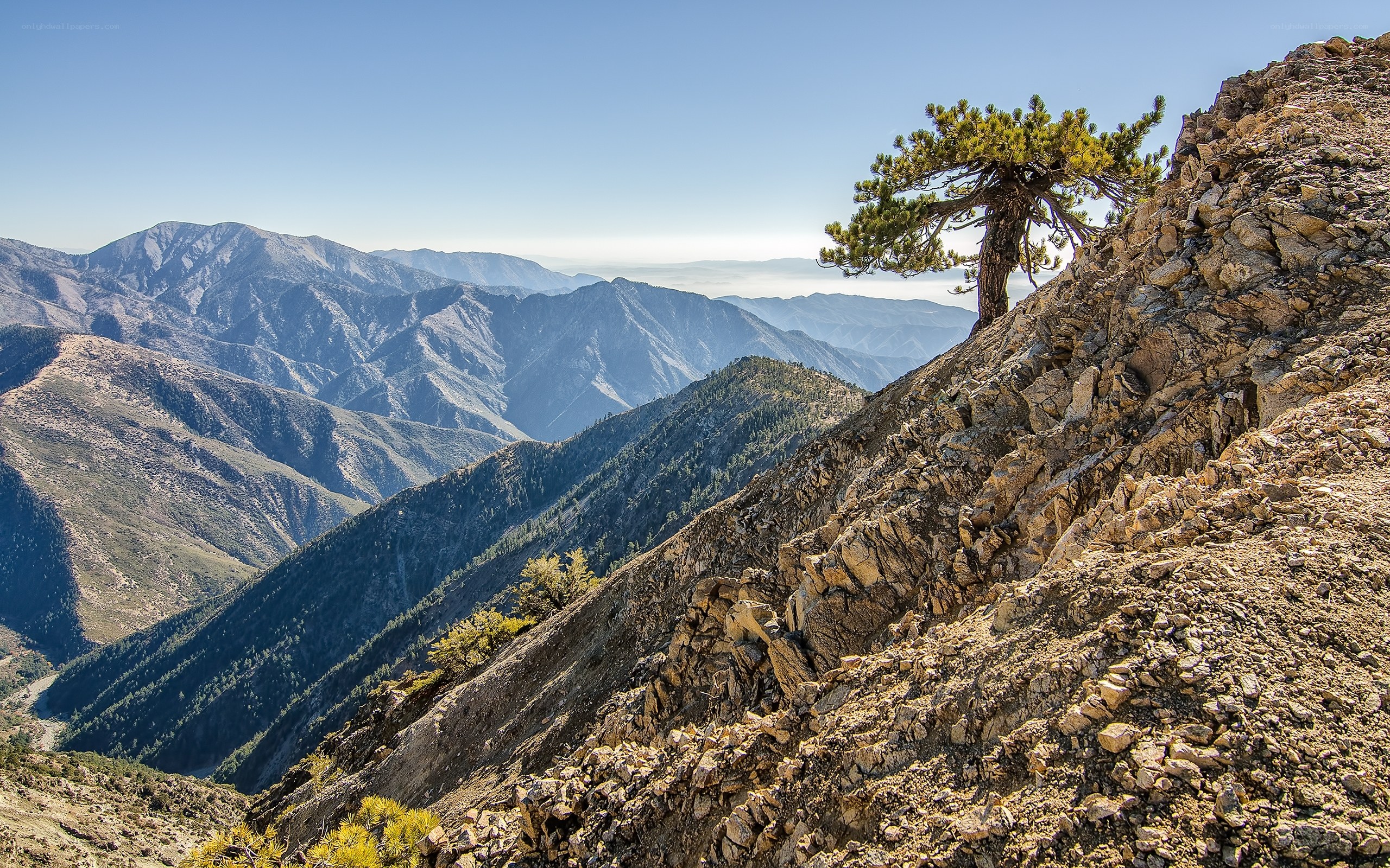 Solitary tree on mountain ridge