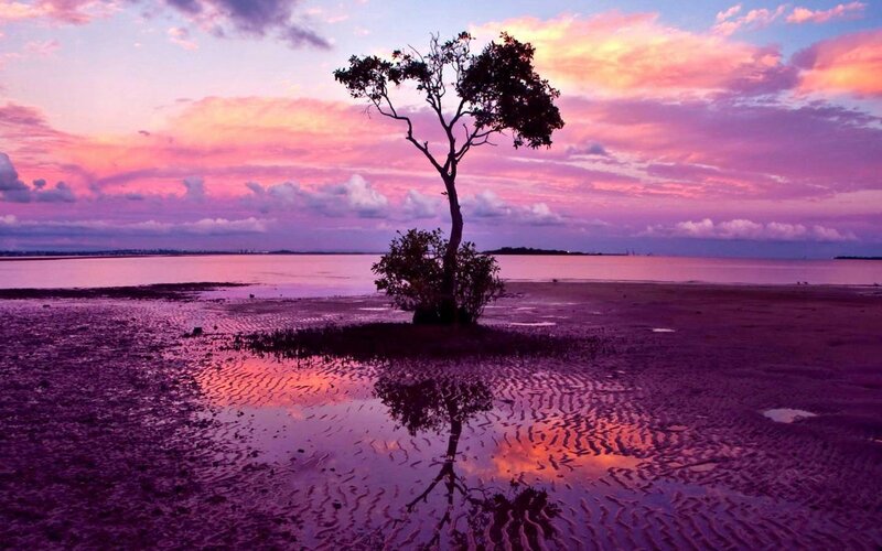 Solitary Tree on Mudflat — Purple