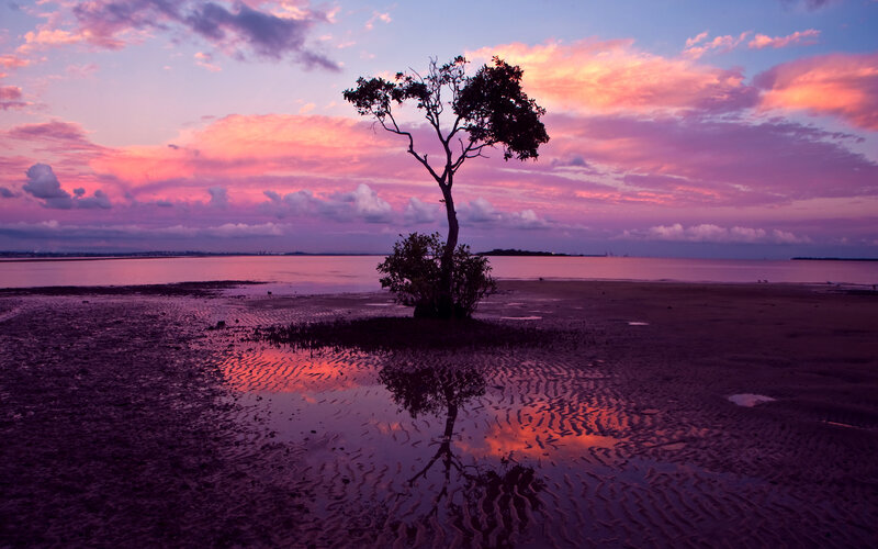 Solitary Tree on Mudflat