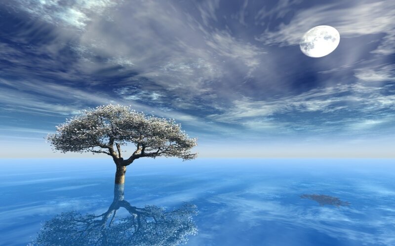 solitary tree on ocean