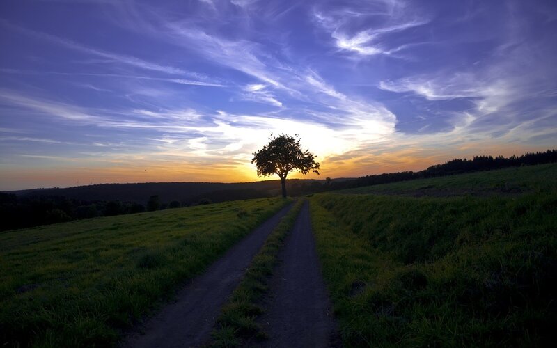 Solitary Tree on Path — Blue