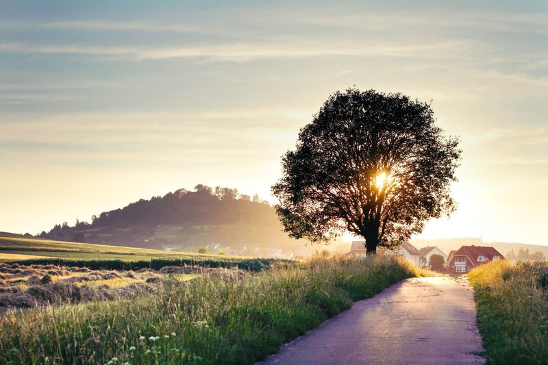 Solitary Tree on Path — Green, Serene, Sunset, Photograph, Field