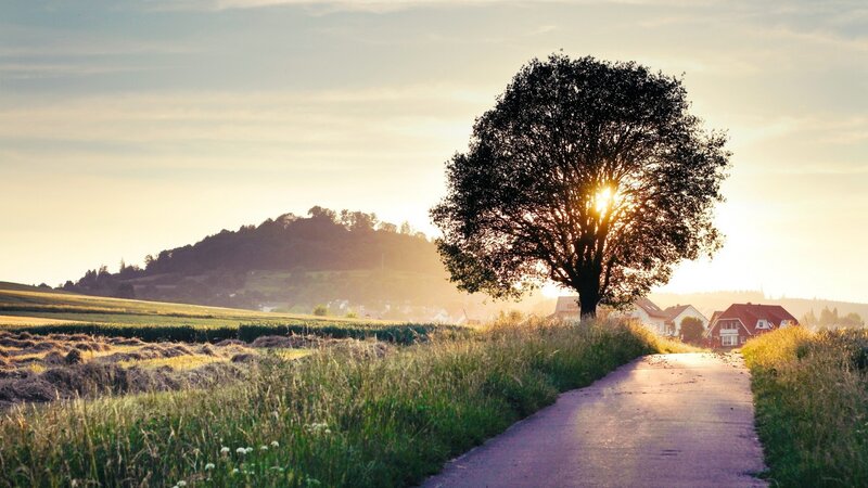 Solitary Tree on Path — Green, Serene, Sunset