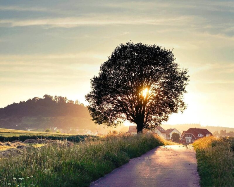 Solitary Tree on Path — Green, Serene