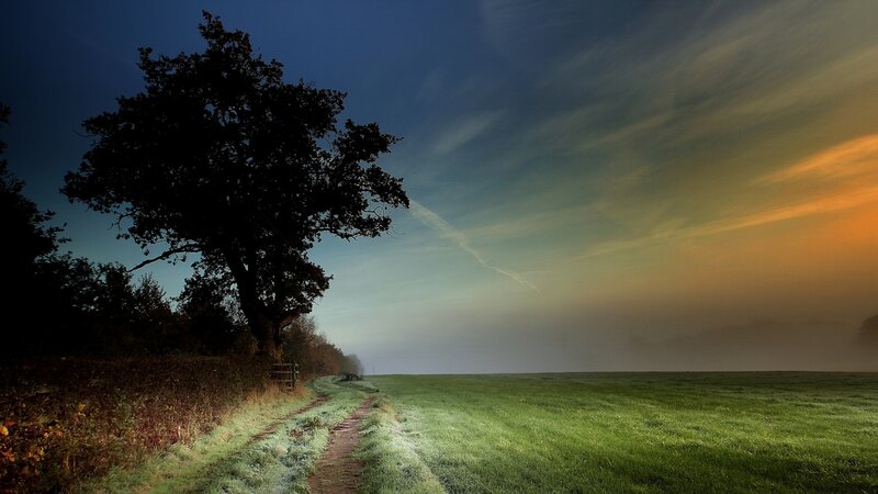 Solitary Tree on Path — Green