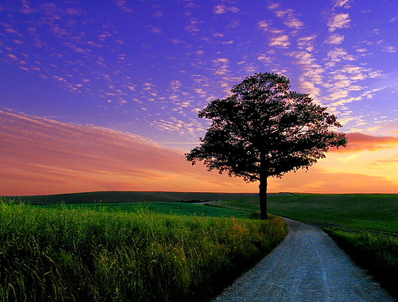 Solitary Tree on Path — Purple
