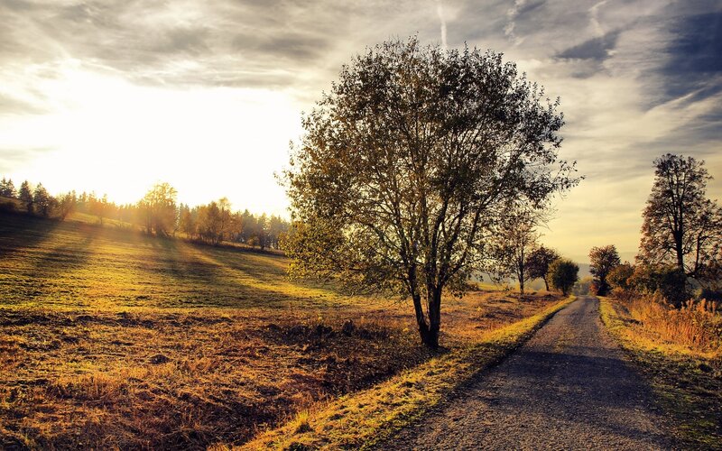 Solitary Tree on Path — Yellow